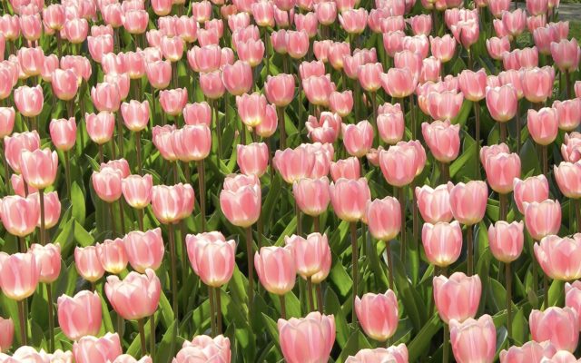 Free Tulips, Right Here, Get Your Free Tulips