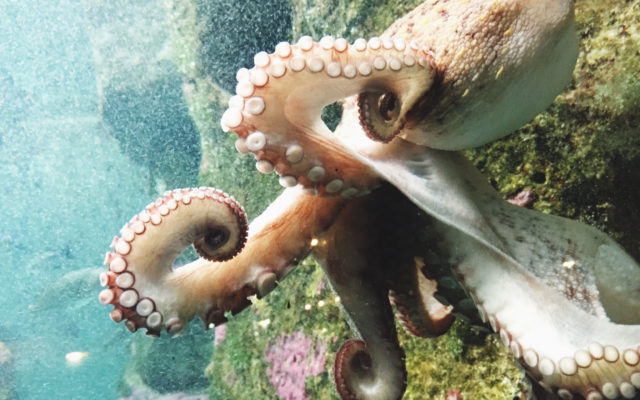 International Octopus Day. My Oh My! Why am I Obsessed with Octopi?